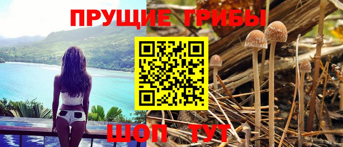 магазин  наркотиков  Галлюциногенные грибы GOLDEN TEACHER  Псилоцибиновые грибы GOLDEN TEACHER  Вход с VPN  Назрань 